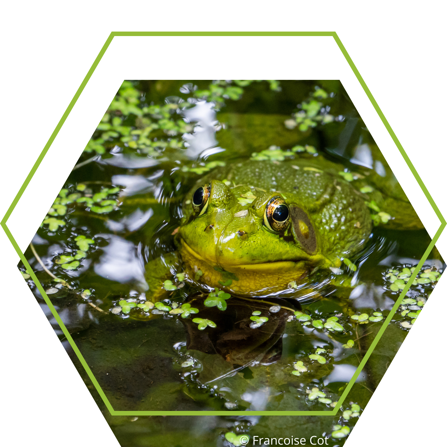 Image Grenouille F. Cot