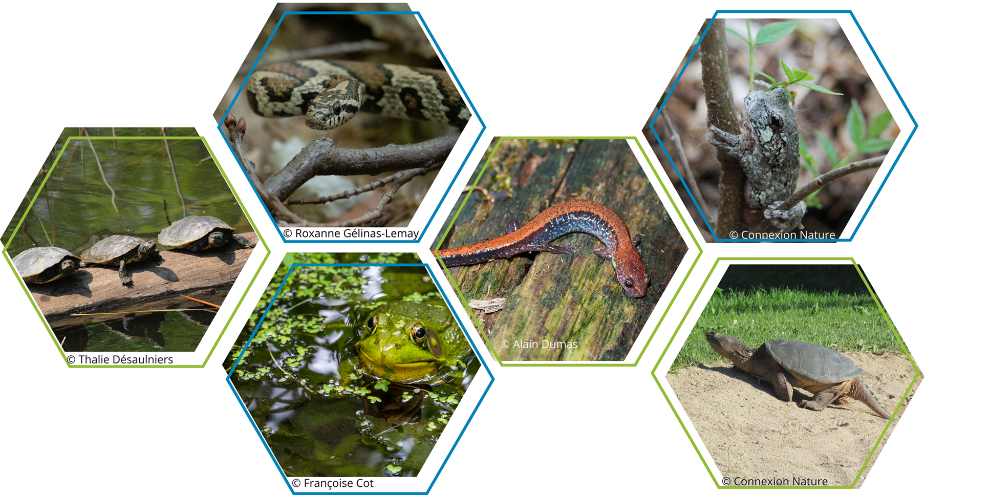 banniere amphibiens et reptiles