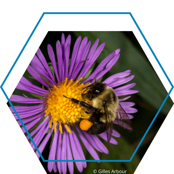 image pollinisateurs